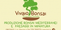 bv Vivaio Bonsai